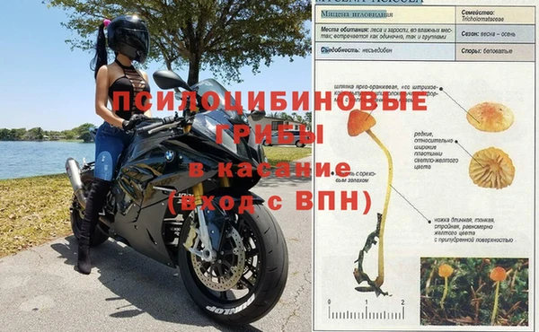 шишки Абаза